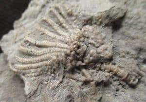 ERETMOCRINUS TENTOR - CARBONIFEROUS IOWA, USA.