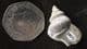 EUCYCLUS SUBIMBRICAT - JURASSIC, GLOUCESTERSHIRE