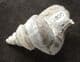 EUCYCLUS SUBIMBRICAT - JURASSIC, GLOUCESTERSHIRE
