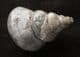 EUCYCLUS SUBIMBRICAT - JURASSIC, GLOUCESTERSHIRE