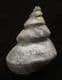 EUCYCLUS SUBIMBRICAT - JURASSIC, GLOUCESTERSHIRE