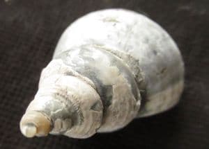 EUCYCLUS SUBIMBRICAT - JURASSIC, GLOUCESTERSHIRE