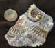 EUGASSICERAS RESUPINATUM WITH ARNIOCERAS SEMICOSTATUM - JURASSIC, LYME REGIS.