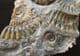 EUGASSICERAS RESUPINATUM WITH ARNIOCERAS SEMICOSTATUM - JURASSIC, LYME REGIS.