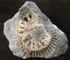 EUGASSICERAS RESUPINATUM WITH ARNIOCERAS SEMICOSTATUM - JURASSIC, LYME REGIS.