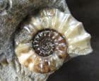 EUGASSICERAS RESUPINATUM WITH ARNIOCERAS SEMICOSTATUM - JURASSIC, LYME REGIS.