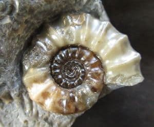 EUGASSICERAS RESUPINATUM WITH ARNIOCERAS SEMICOSTATUM - JURASSIC, LYME REGIS.