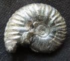 EUHOPLITES DENARIUS - GAULT CLAY, FOLKESTONE.