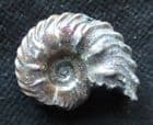 EUHOPLITES MICROCERAS - GAULT CLAY, FOLKESTONE.