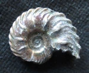 EUHOPLITES MICROCERAS - GAULT CLAY, FOLKESTONE.