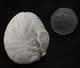 EUPATAGUS FLORIDANUS WITH OYSTER ATTACHED - EOCENE, FLORIDA.