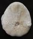 EUPATAGUS FLORIDANUS WITH OYSTER ATTACHED - EOCENE, FLORIDA.