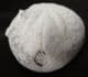 EUPATAGUS FLORIDANUS WITH OYSTER ATTACHED - EOCENE, FLORIDA.