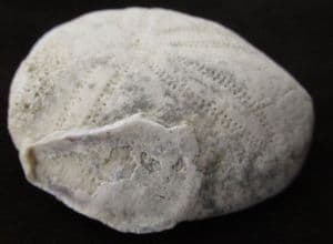 EUPATAGUS FLORIDANUS WITH OYSTER ATTACHED - EOCENE, FLORIDA.