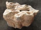 EUROPEAN WILD ASS UPPER PREMOLAR - PLEISTOCENE, GERMANY.