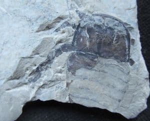 EURYPTERID HEAD AND BODY SHOWING APPENDAGES - SILURIAN, UKRAINE.