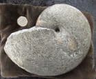 EX MUSEUM DISPLAY MAGNIFICENT PHYLLOCERAS HETEROPHYLLUM - JURASSIC, YORKSHIRE.