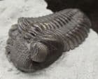 EXCELLENT ELDREDGEOPS RANA - DEVONIAN, NEW YORK STATE.