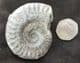 EXCELLENT HILDOCERAS LUSITANICUS - JURASSIC, YORKSHIRE.