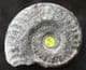 EXCELLENT HILDOCERAS LUSITANICUS - JURASSIC, YORKSHIRE.