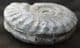 EXCELLENT HILDOCERAS LUSITANICUS - JURASSIC, YORKSHIRE.