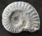 EXCELLENT HILDOCERAS LUSITANICUS - JURASSIC, YORKSHIRE.