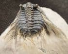 EXCELLENT LEONASPIS HADDANEI - DDEVONIAN, MOROCCO.