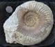 EXCELLENT PARKINSONIA (GONOLKITES) CONVERGENS - JURASSIC, DORSET.