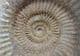 EXCELLENT PARKINSONIA (GONOLKITES) CONVERGENS - JURASSIC, DORSET.