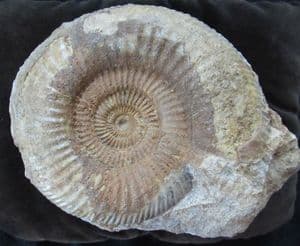 EXCELLENT PARKINSONIA (GONOLKITES) CONVERGENS - JURASSIC, DORSET.