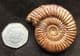 EXCELLENT PERISPHINCTID AMMONITE - CALLOVIAN, MADAGASCAR.
