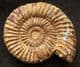 EXCELLENT PERISPHINCTID AMMONITE - CALLOVIAN, MADAGASCAR.