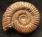 EXCELLENT PERISPHINCTID AMMONITE - CALLOVIAN, MADAGASCAR.