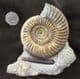 EXCEPTIONAL MUSEUM QUALITY PARKINSONIA WITH BELEMNITE120.00