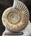 EXCEPTIONAL MUSEUM QUALITY PARKINSONIA WITH BELEMNITE120.00
