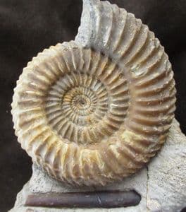 EXCEPTIONAL MUSEUM QUALITY PARKINSONIA WITH BELEMNITE120.00