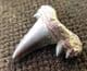 EXTINCT MACKEREL SHARK - SERRATOLAMNA SERRATA - UPPER CRETACEOUS, NORTH CAROLINA.
