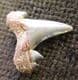 EXTINCT MACKEREL SHARK - SERRATOLAMNA SERRATA - UPPER CRETACEOUS, NORTH CAROLINA.