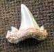 EXTINCT MACKEREL SHARK - SERRATOLAMNA SERRATA - UPPER CRETACEOUS, NORTH CAROLINA.