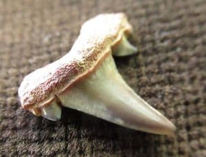 EXTINCT MACKEREL SHARK - SERRATOLAMNA SERRATA - UPPER CRETACEOUS, NORTH CAROLINA.