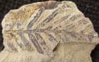 EXTINCT REDWOOD AND LAUREL - EOCENE, BRITISH COLUMBIA.