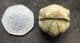 FABULOUS ENROLLED PHACOPID - DEVONIAN, MOROCCO.