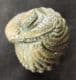 FABULOUS ENROLLED PHACOPID - DEVONIAN, MOROCCO.
