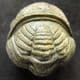 FABULOUS ENROLLED PHACOPID - DEVONIAN, MOROCCO.