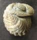 FABULOUS ENROLLED PHACOPID - DEVONIAN, MOROCCO.