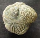 FABULOUS ENROLLED PHACOPID - DEVONIAN, MOROCCO.