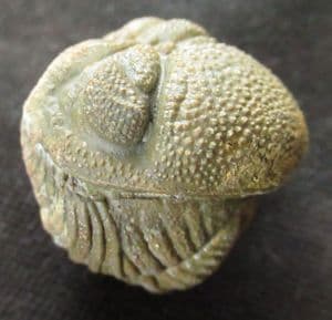 FABULOUS ENROLLED PHACOPID - DEVONIAN, MOROCCO.