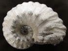 FABULOUS LIPAROCERAS CHELTIENSE - JURASSIC GLOUCESTERSHIRE.
