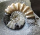 FABULOUS PROMICROCERAS SHOWING 5 DIFFERENT COLOURS - JURASSIC, LYME REGIS