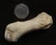 FAT TOE BONE FROM A CAVE BEAR - PLEISTOCENE, ROMANIA.
